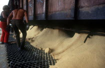 Sugar being poured from railway carriages through gratings in the ground with workers standing by
