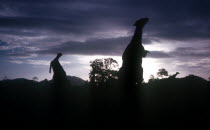 Silhouettes of life size dinosaurs