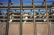 Cattle in a truck looking through the side railings