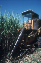 Sugar cane harvest machine with Archimedes screw mechanism to gather the canes