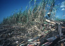 Sugar cane worker during the harvest