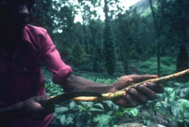 Local man peeling Cinnamon