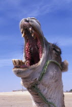 Portrait of yawning or bellowing camel  wearing harness during the rutting season.