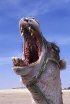 Portrait of yawning or bellowing camel  wearing harness during the rutting season.