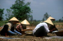 Women sorting soya beans by hand on the ground.