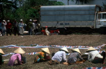 Women sorting soya beans by hand on the ground.