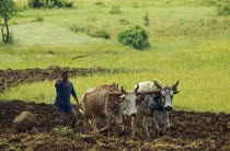 Man ploughing field with wooden plough pulled by oxen.