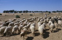 Shepherd with flock of sheep and goats in barren landscape.