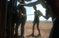 Men branding cattle held in a cage on a ranch