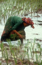 Khmer Rouge village woman planting rice.