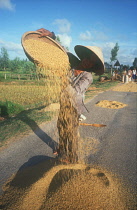 Woman winnowing rice on a roadway.