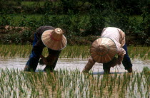 Transplanting rice north of Prey Veng.