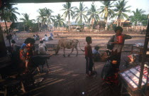 Railway station.  People waiting beside the tracks  stalls and cow.