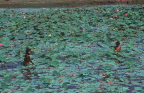 Two young girls amongst water lillies.