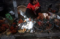 Woman selling live poultry.