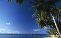 Empty beach scene with palm lined shore