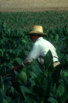 Tobacco worker in field