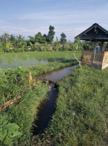 Irrigation  hut and rice field.