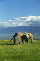 African elephant and baby with Mount Kilimanjaro in the background surrounded by clouds. Formerly Kaiser-Wilhelm-Spitze, is an inactive stratovolcano.