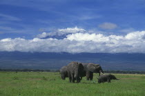 Elephants with baby on grass  snow peaked mountains behind with cloud.