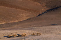 Elephants  desert roaming ecotype crossing desert at Purros general view.