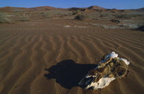 Skull on sand dune.