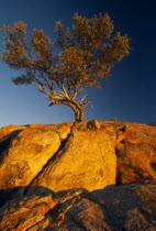 Commiphora Sp. tree  also known as Myrrh  growing from rocks against blue sky.