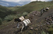 Driving donkeys carrying goods down hillside with two Basotho boys.