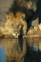 Male lion drinking.