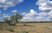 Audb River Valley  open plains and tree with blue sky and white clouds.