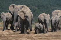 Addo Elephant National Park. Breeding herd of elephants with babies.