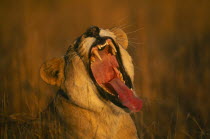 Lion and Rhino park  portrait of yawning lioness  Panthera Leo .