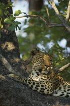 Part view of leopard lying along tree branch.