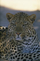 Portrait of resting Leopard.