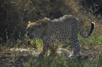 Mala Mala Game Reserve  leopard walking.