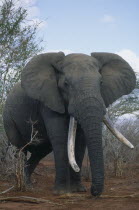 African Elephant with big tusks.