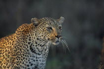 Leopard  portrait. P