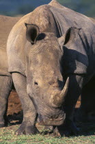 White Rhinoceros  Ceratotherium Simum  eating grass.