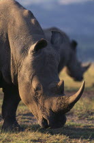 White Rhinoceros  Ceratotherium Simum  grazing.