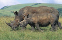 White Rhinoceros  Ceratotherium Simum  and calf in grassland.