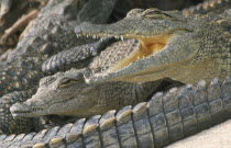 St. Lucia Crocodile Centre.  Juvenile Nile Crocodile   Crocodylus Niloticus  gaping for thermal regulation  baby behind.