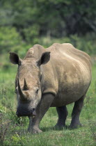 White Rhinoceros  Ceratotherium Simum  in grassland.Phtgr.