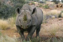 Black rhinoceros  portrait.