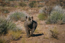 Rhino Charging