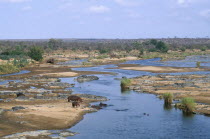 Hippopotamus in Olifants River.