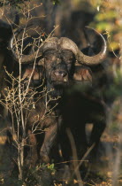 Buffalo in Mopane Veld  Syncerus Caffer