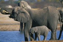 Elephant and baby drinking at pool.  Loxodonta Africana