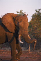 African Elephant with tusk drooped over tusk.