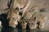 Lion and cubs drinking from waterhole.