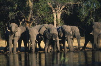 African Elephant  Loxodonta Africana  drinking at waterhole.